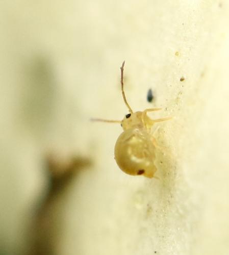 Dicyrtomina signata